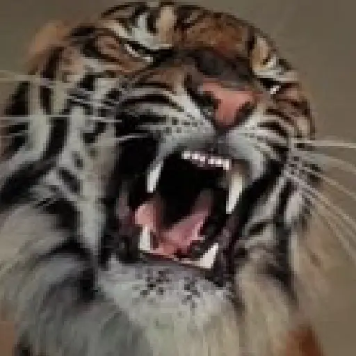 Tigre 5