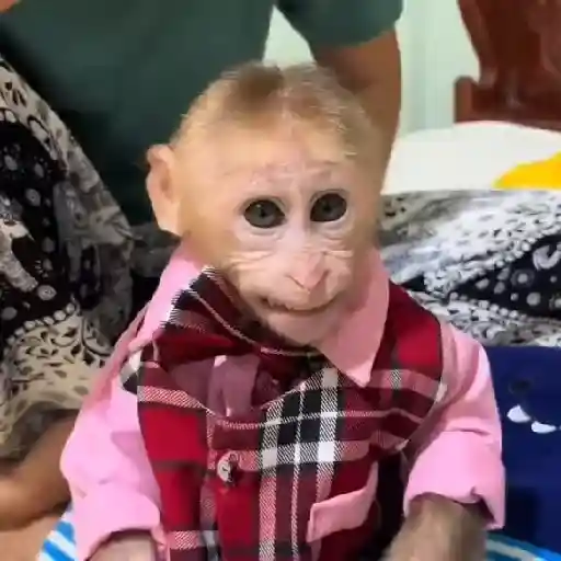 Monkeys  11