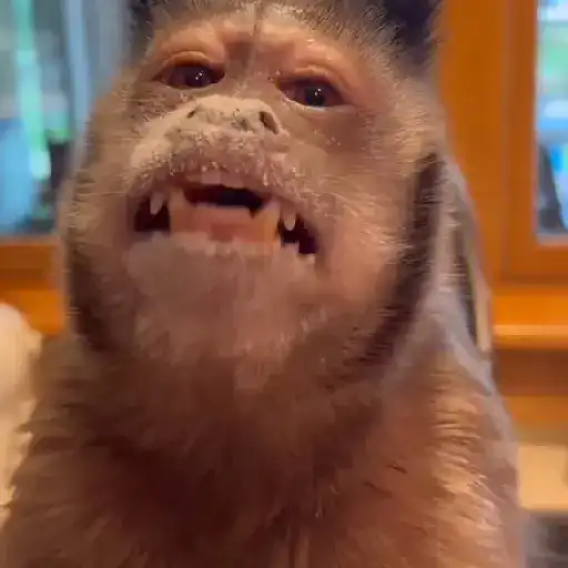 Monkeys  15