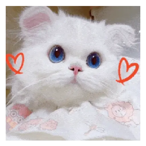 Gato expresión 👀👅😼 15