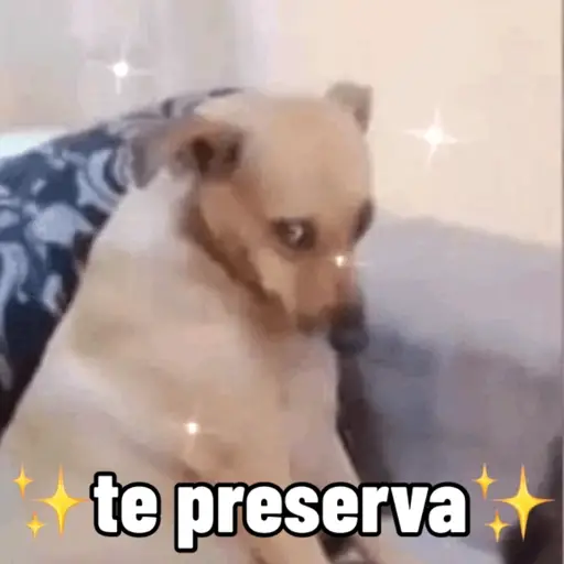 Cachorro responde 3