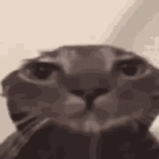 Gatitos 4