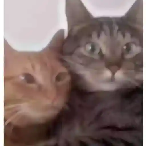 Gatos 1