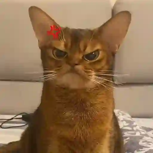 Gatitos 1