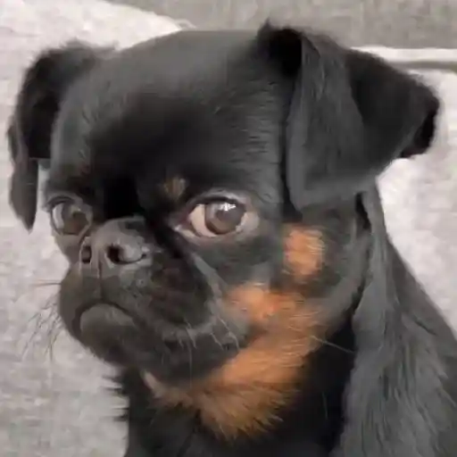 Reacción gifs mascotas 1.2 1