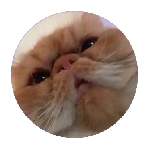 Gatitos mov 1
