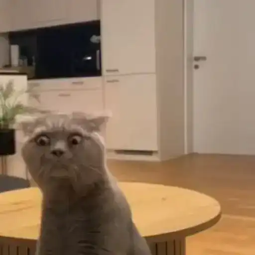 Gatitos 5