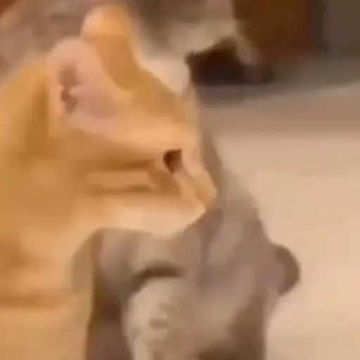 Gatitos 2