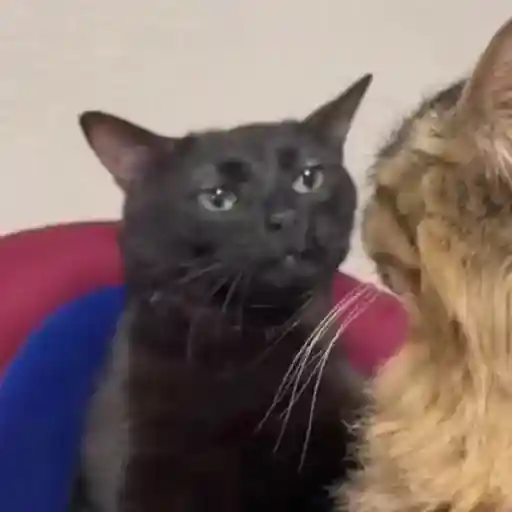 Gatitos 3