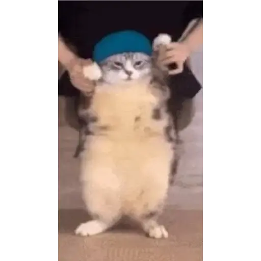 Cat memes 1