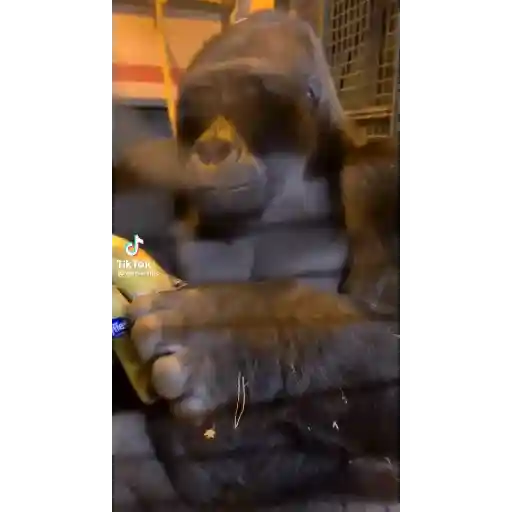 Rodolfoaventuras 9