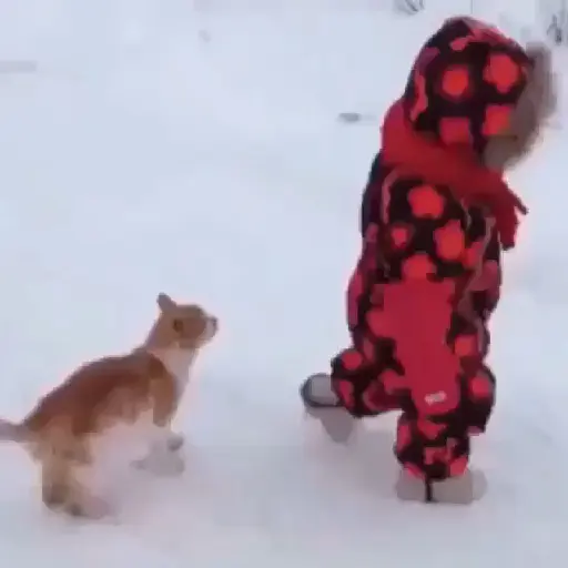 Pets Random 28