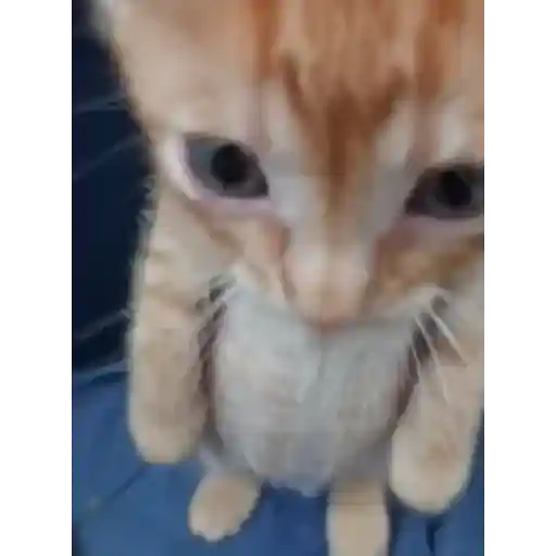Gatitos🎥😺 10