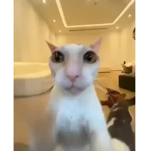 Gatitos🎥😺 19