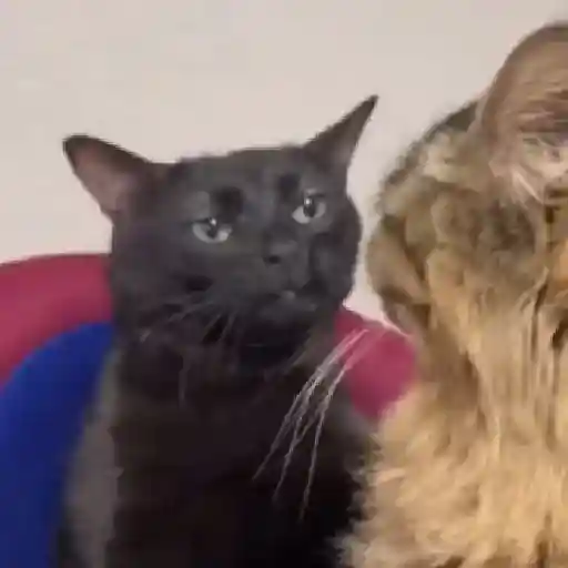 Gatitos🎥😺 8