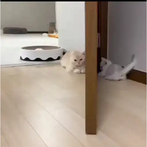 Pets Random 30