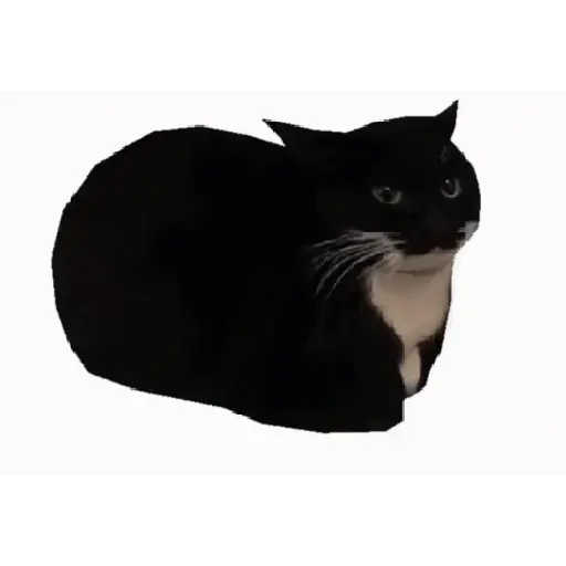 Gatitos🎥😺 20