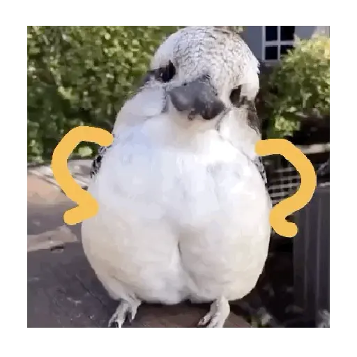 Memes randoms 🔥 5