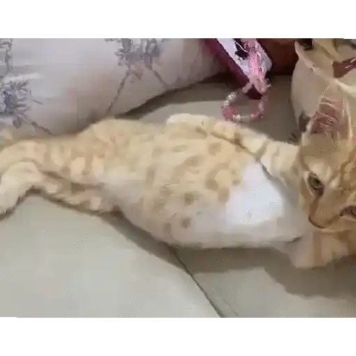 Gatitos🎥😺 7