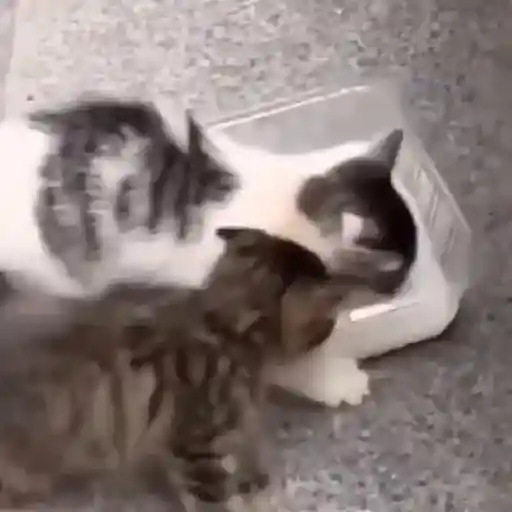 Pets Random 25