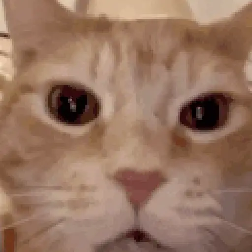 Gif Kucing 2
