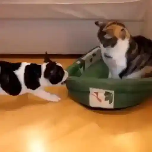 Pets Random 27