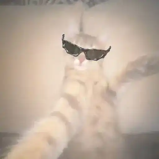 Gatitos🎥😺 11
