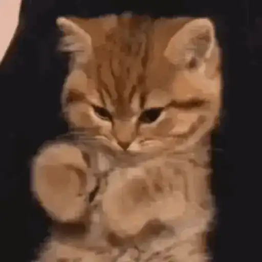 Cats 3