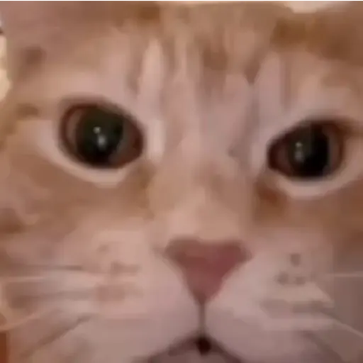 Gatitos🎥😺 18