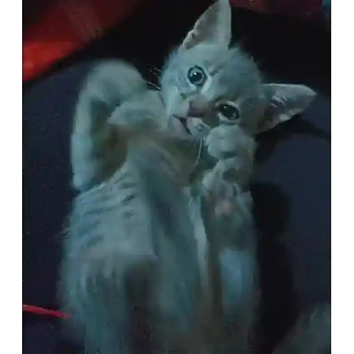 Gatitos🎥😺 12