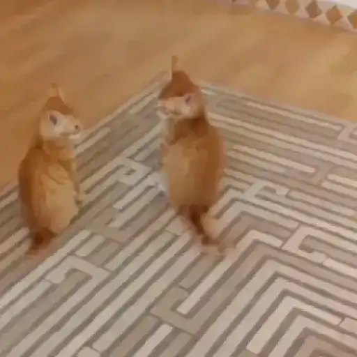 Pets Random 26