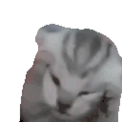 Gif Kucing 6