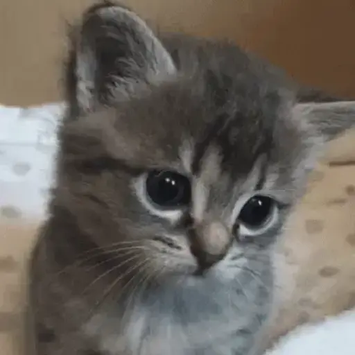 Pets Random 18