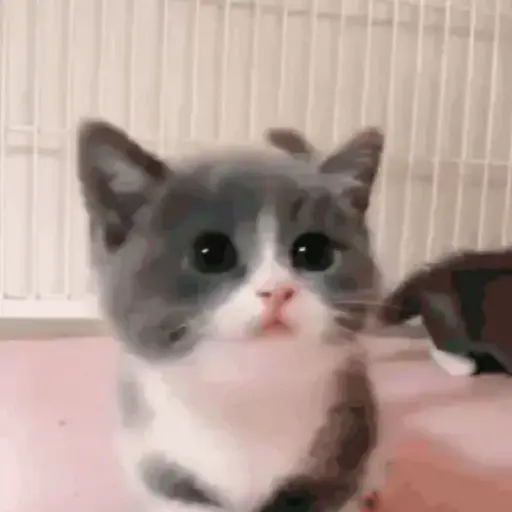Pets Random 14