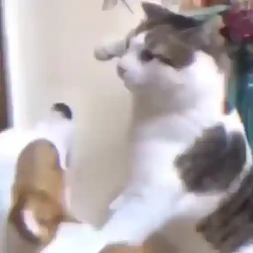 Pets Random 23