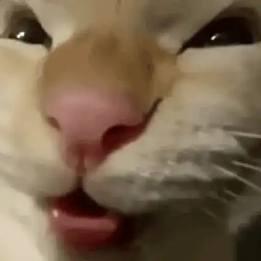 Gif Kucing 4
