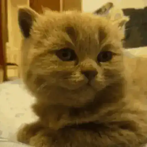 Pets Random 15