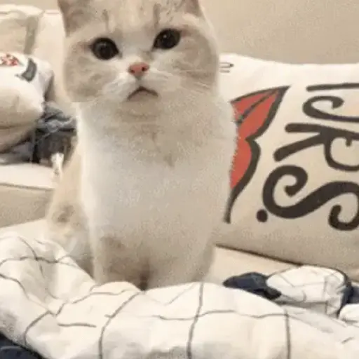 Pets Random 16