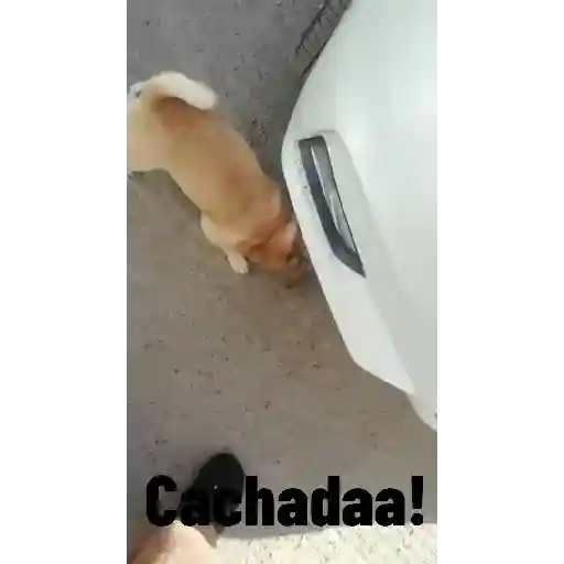 Niña 2