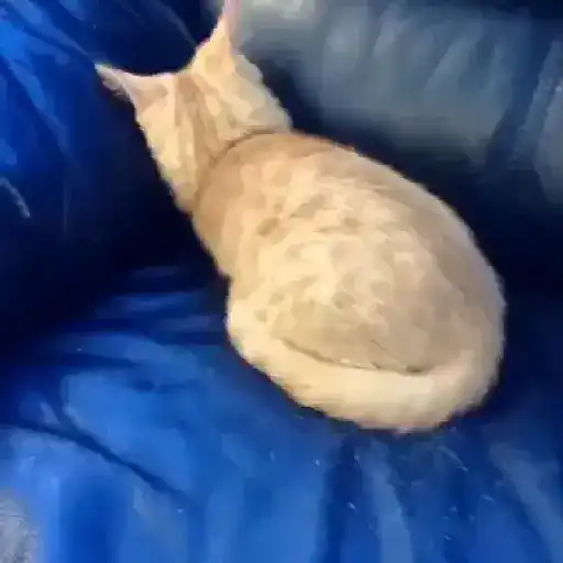 Pets Random 20