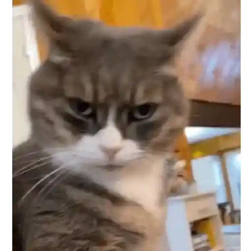 Cats 1