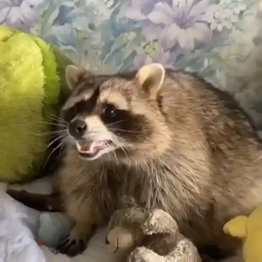 Racoon 🦝 11