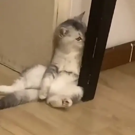 Pets Random 21