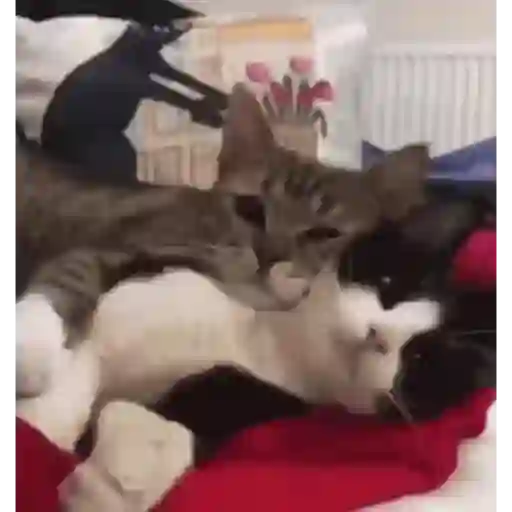 Cats 2