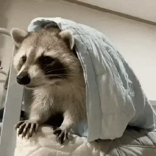 Racoon 🦝 13