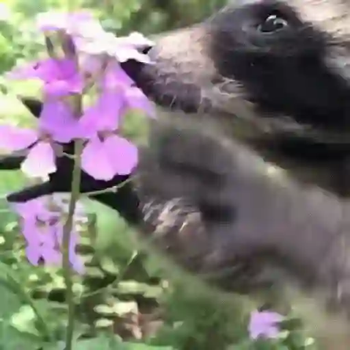Racoon 🦝 14