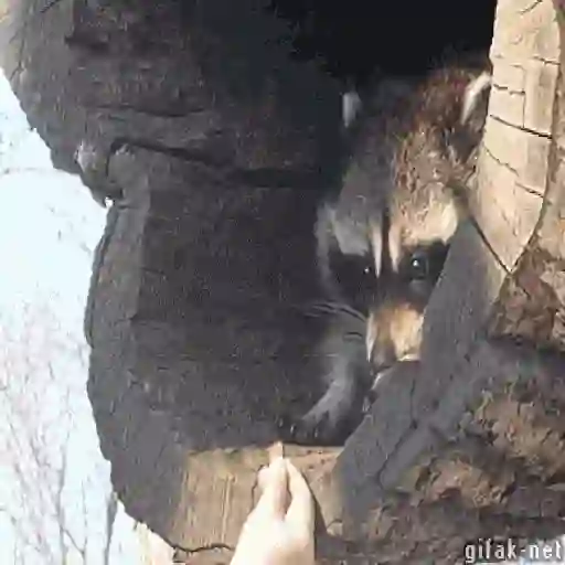 Racoon 🦝 15