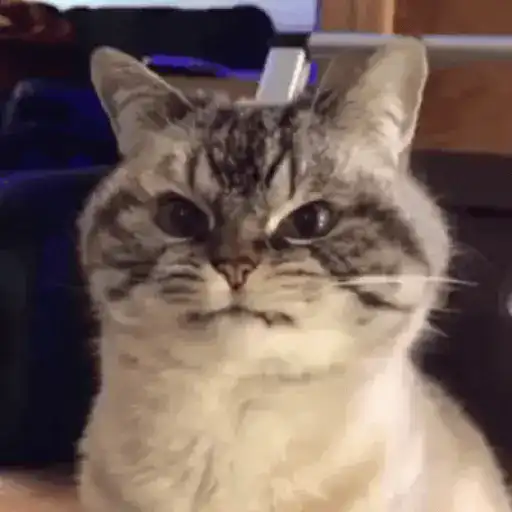Cats 4