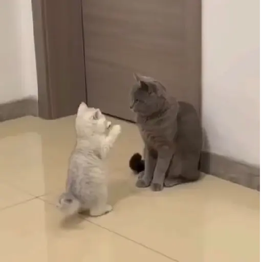 Pets Random 29