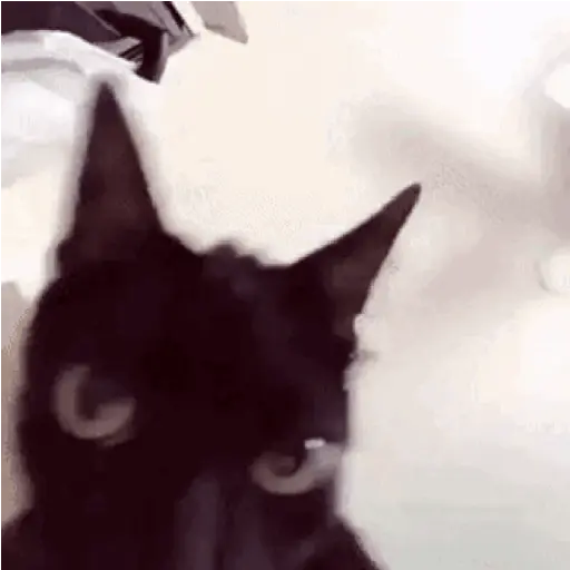 Gif Kucing 9